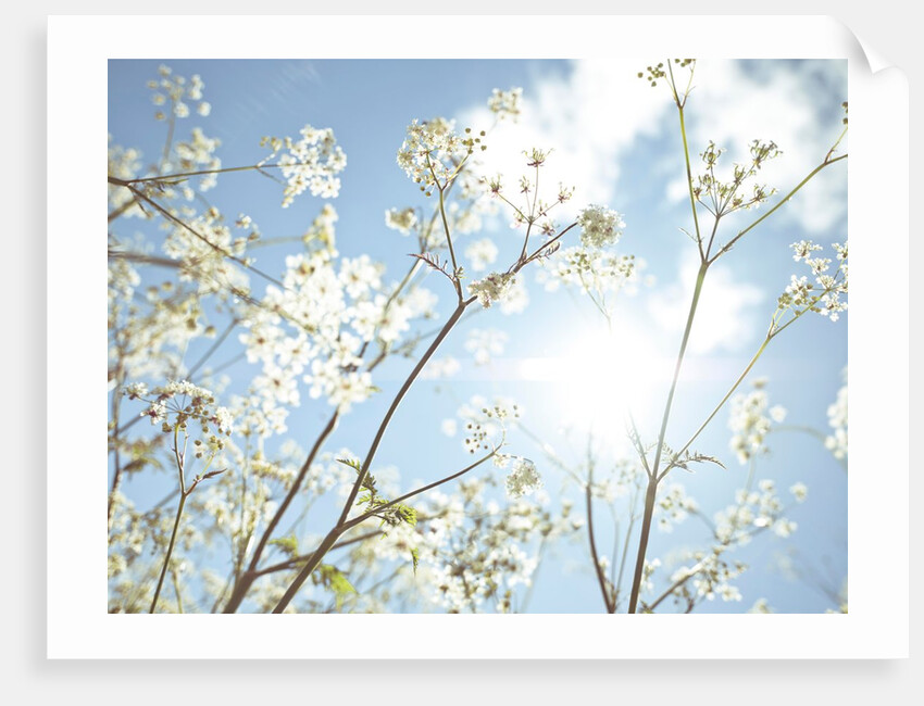 Cow parsley flowers by Assaf Frank
